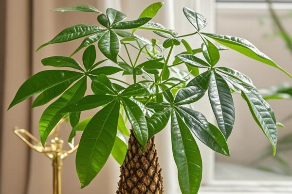 房子外种什么植物更好风水