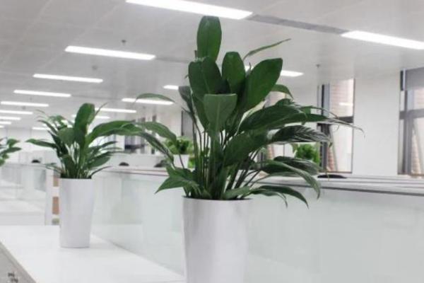 办公场所摆放植物的风水讲究