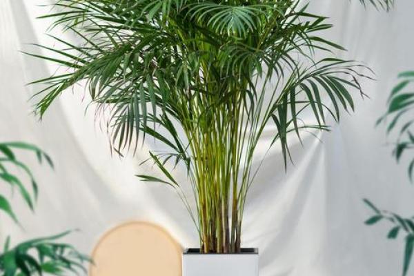 家庭绿植风水 家庭绿植风水好