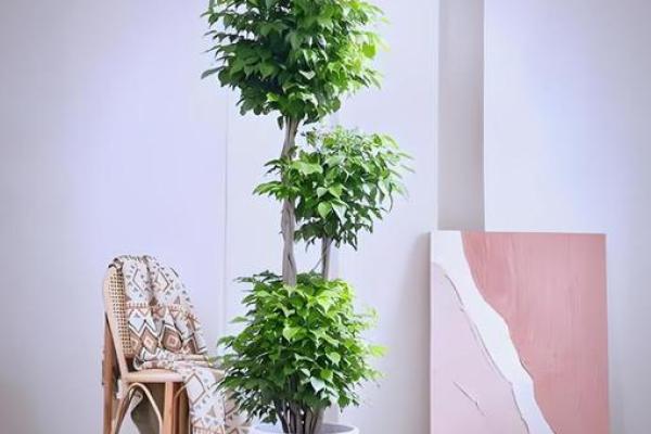 家庭绿植风水 家庭绿植风水好