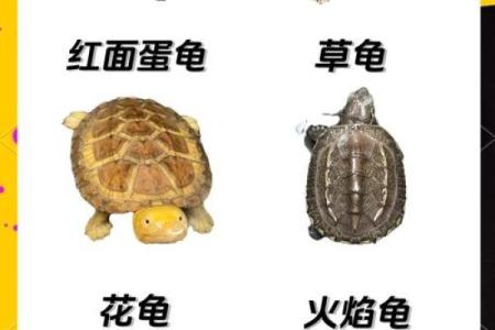 乌龟一般养几只吉利养龟风水养单数还是双数好