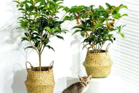 房子外种什么植物更好风水