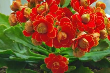 风水什么花招财又旺宅好养吉祥植物