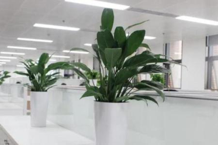 办公场所摆放植物的风水讲究