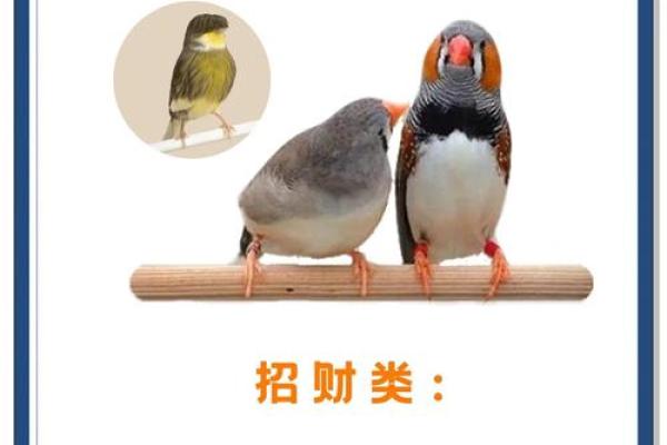 看到喜鹊为什么不吉利风水观点