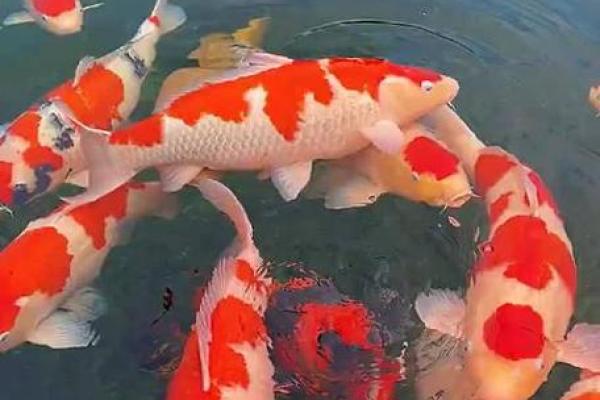 招财风水鱼的种类有哪些 招财风水鱼的种类有哪些