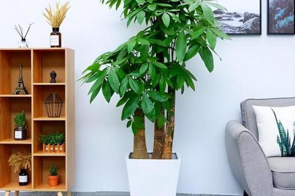 办公室风水绿植选择有哪些可以带来财运 办公室风水绿植选择有哪些可以带来财运