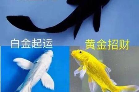 招财风水鱼的种类有哪些