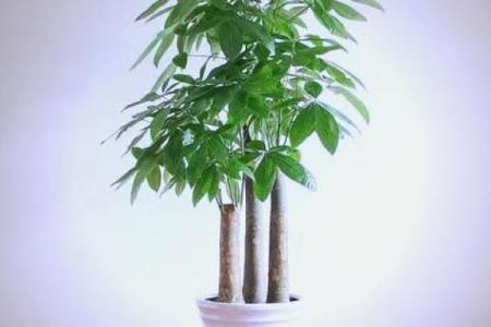 办公室风水绿植选择有哪些可以带来财运