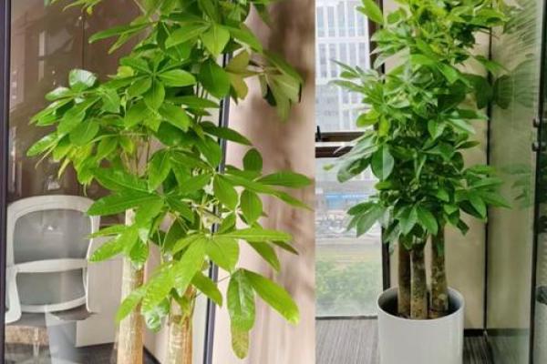 办公室风水植物_老板的办公室要放什么植物