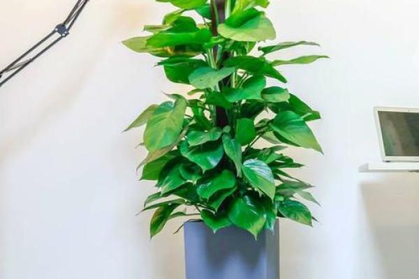 办公室风水植物_老板的办公室要放什么植物