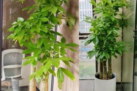 办公室风水植物_老板的办公室要放什么植物