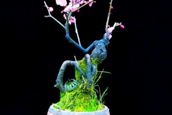 风水上家里可不可以养梅花 风水上家里可不可以养梅花