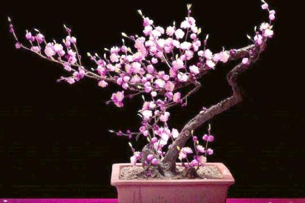 风水上家里可不可以养梅花 风水上家里可不可以养梅花