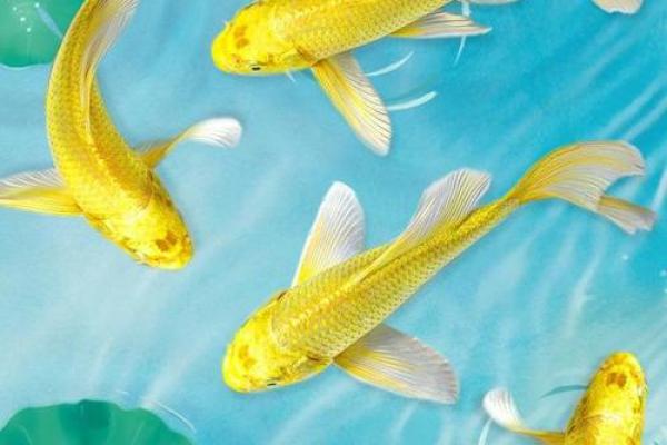 风水鱼养多少条比较好？