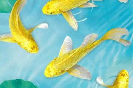 风水鱼养多少条比较好？