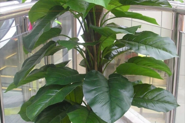 风水如何开运，用有灵性的植物