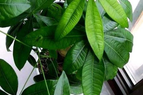 风水如何开运，用有灵性的植物