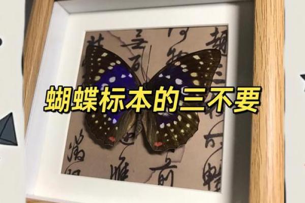 蝴蝶在房子边的风水