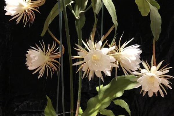 风水讲究，家里面养昙花好不好