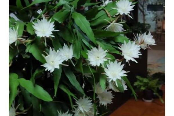 风水讲究，家里面养昙花好不好