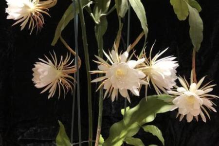 风水讲究，家里面养昙花好不好