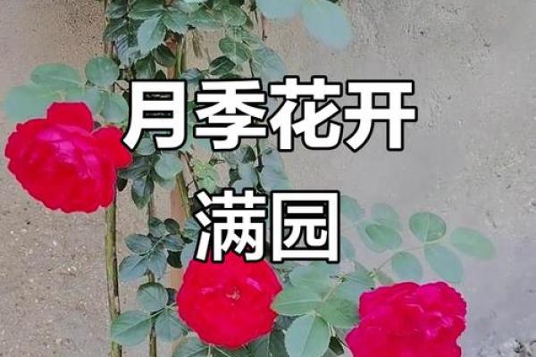 种满月季的房子风水好吗 种满月季的房子风水好吗