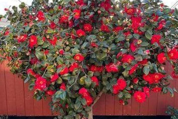 种茶花的风水 种茶花的风水