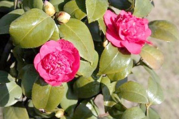 种茶花的风水 种茶花的风水