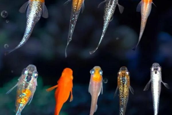 三的风水_鱼盆养几条鱼好 三的风水_鱼盆养几条鱼好