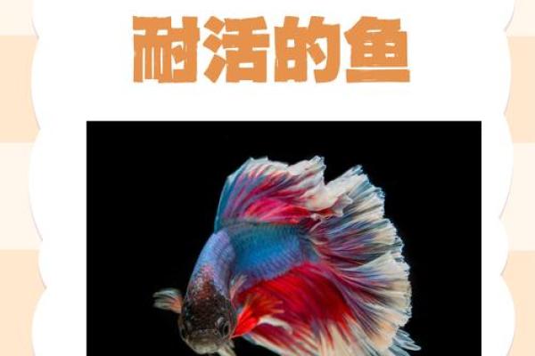 养鱼的喜忌:家庭养鱼风水讲究 养鱼的喜忌:家庭养鱼风水讲究