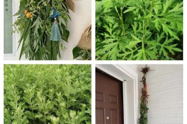风水端午艾草挂艾草在门口寓意 风水端午艾草挂艾草在门口寓意