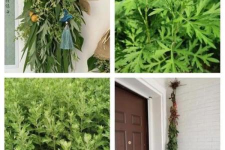 风水端午艾草挂艾草在门口寓意