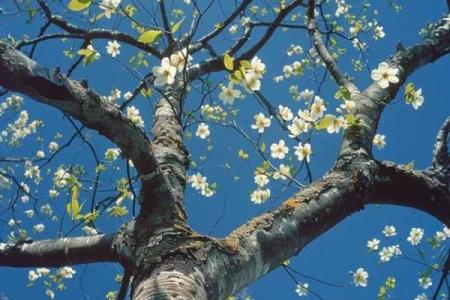 浪漫花房子风水壁纸