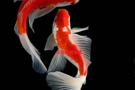 家居风水鱼缸的摆放 风水鱼养几条