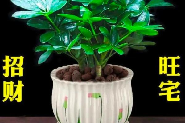 聚财风水_招财手花有什么好处