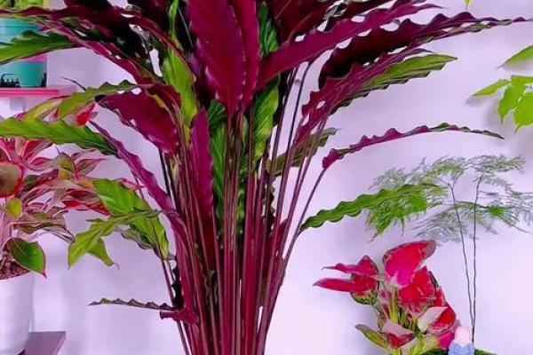 竹芋风水改善家庭空间气氛