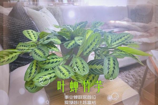 竹芋风水改善家庭空间气氛