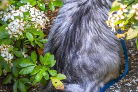 风水上哪几个生肖的人不能养猫禁忌