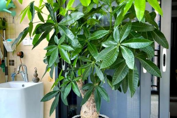 家庭中阳台风水挡煞气用什么好