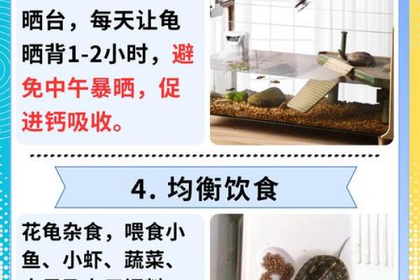 风水乌龟壳的功效与作用