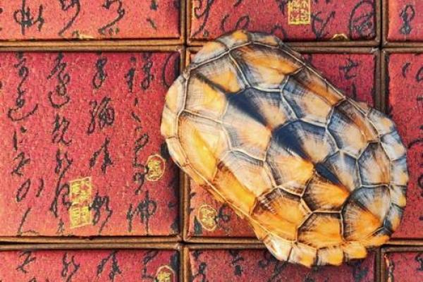 风水乌龟壳的功效与作用
