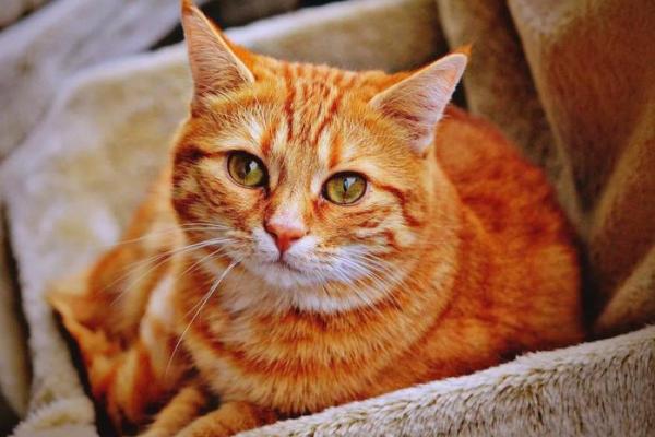 风水：家中这方位不宜安置宠物