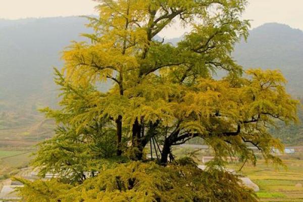 李家湾风水 李家湾风水