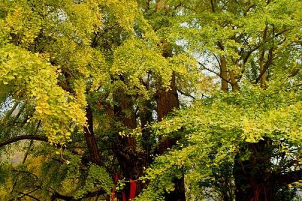 李家湾风水 李家湾风水