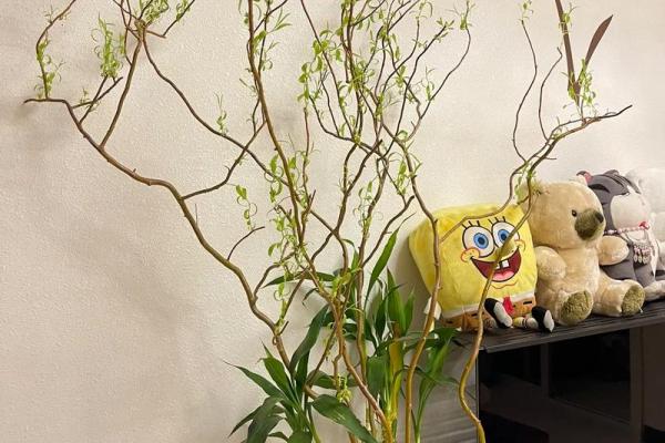 风水学用什么植物打扫房子