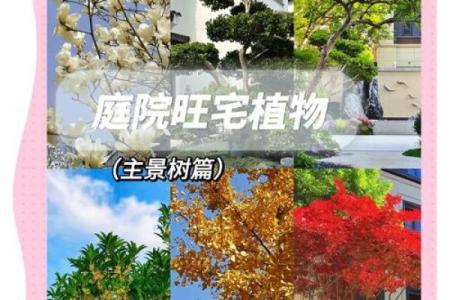 风水学用什么植物打扫房子