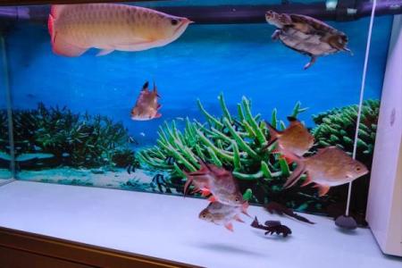 风水角度鱼从鱼缸里跳出来有什么寓意预兆