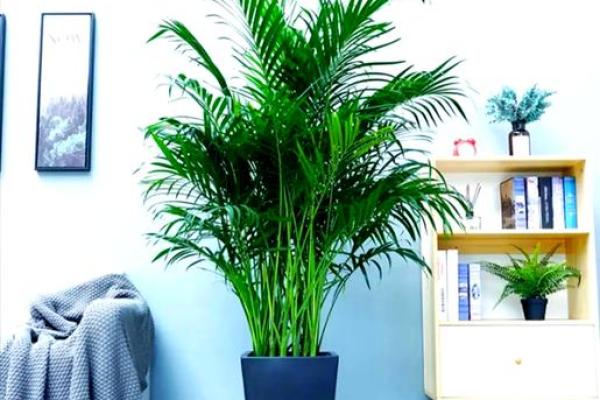 办公室最旺风水植物象征财源广进