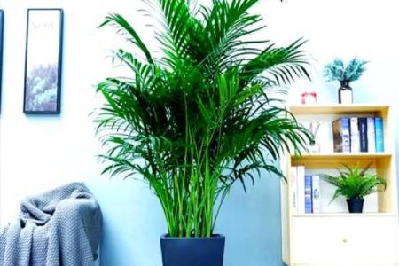 办公室最旺风水植物象征财源广进